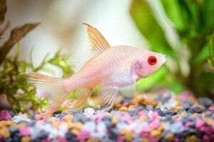 Corydoras paleatus albinos : caractéristiques et soins