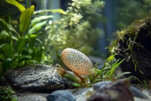 Oeuf ancistrus : guide complet pour l'élevage en aquarium