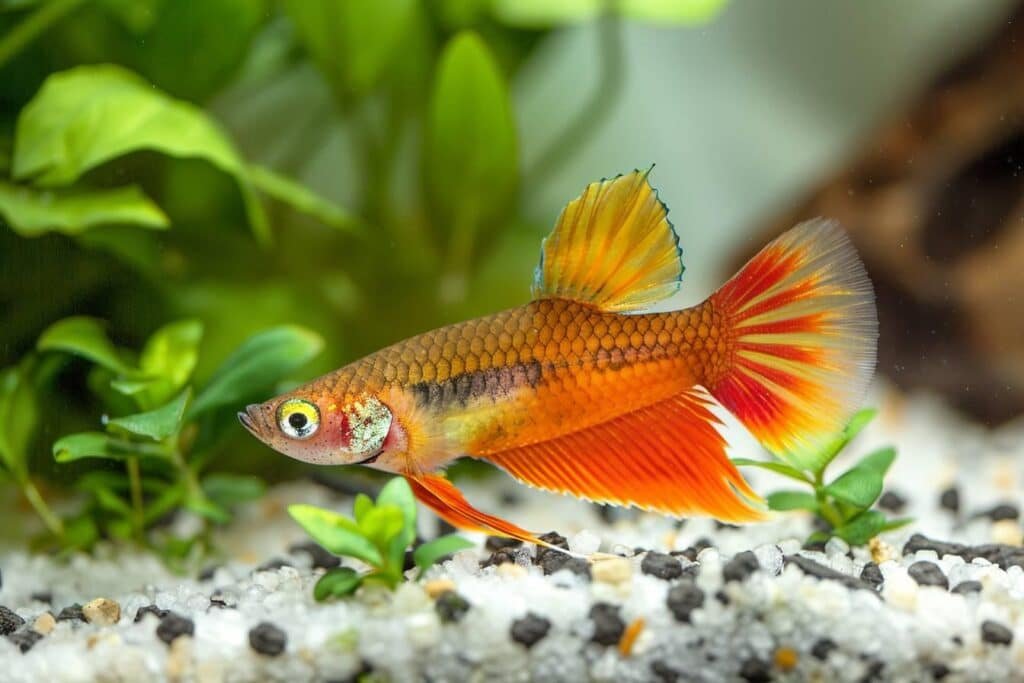Xiphophorus maculatus: everything you need to know about the platy