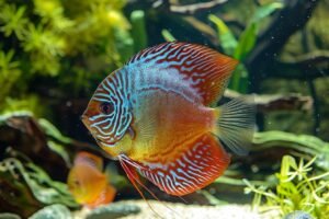 Couleur poisson discus : guide pour choisir la plus belle variété