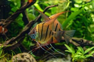 Quel poisson avec scalaire : compatibilités et conseils d'aquarium