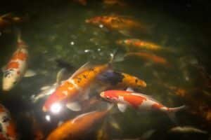 Comment créer un aquarium adapté aux carpes koï : guide pratique