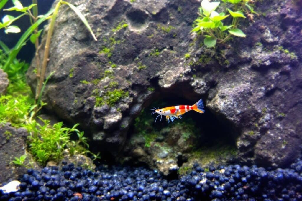Comment préparer un aquarium pour des crevettes : guide et astuces