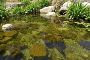 Bassin naturel sans pompe : guide complet et conseils pratiques