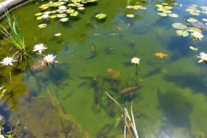Filtration naturelle bassin plantes : guide et conseils