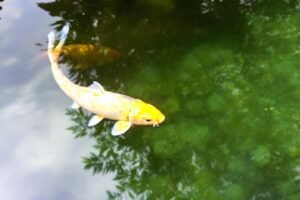 Koï tancho sélection prix : guide d'achat et tarifs