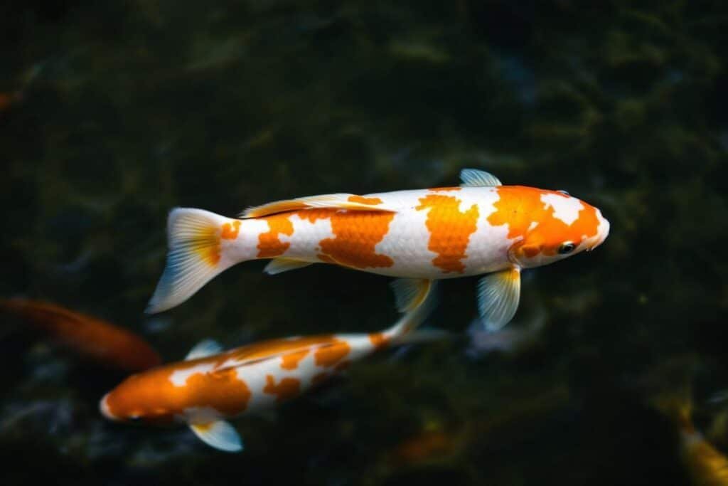 Carpe amour herbivore bassin : guide complet et conseils