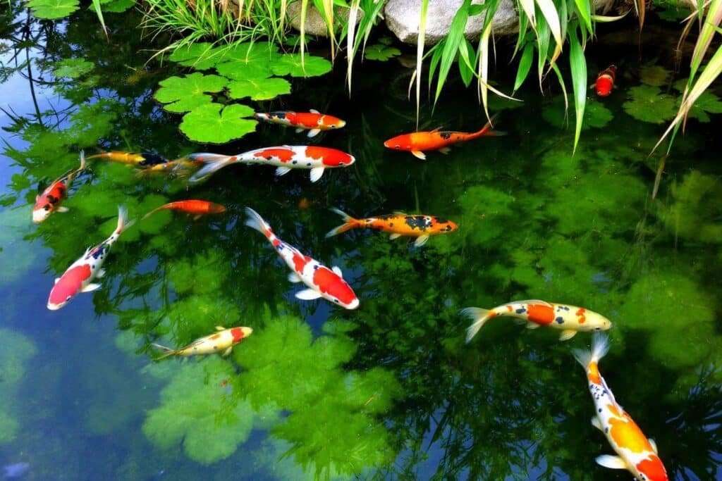 Introduction nouveaux poissons bassin : guide et conseils