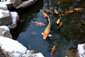 Hivernage carpes koï conseils : guide complet et astuces