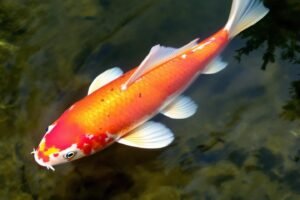 Koï showa caractéristiques prix : guide complet et tarifs