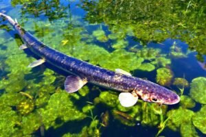 Esturgeons bassin jardin élevage : guide et conseils pratiques