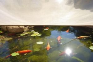 Filet protection bassin hérons : guide et choix efficace