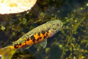 Parasites poissons bassin traitement : guide et solutions